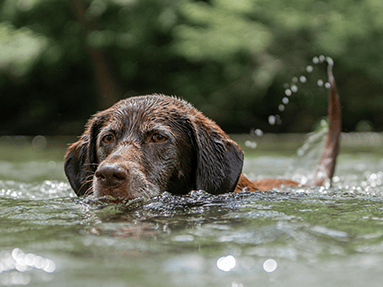 Chocolate lab swimming in Percy Priest lake
